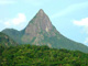 [Jianfengling National Forest]