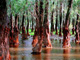 [Dongzhai Harbor Mangrove Natural Reserve Area]