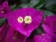 [Xinglong Tropical Botanical Garden]